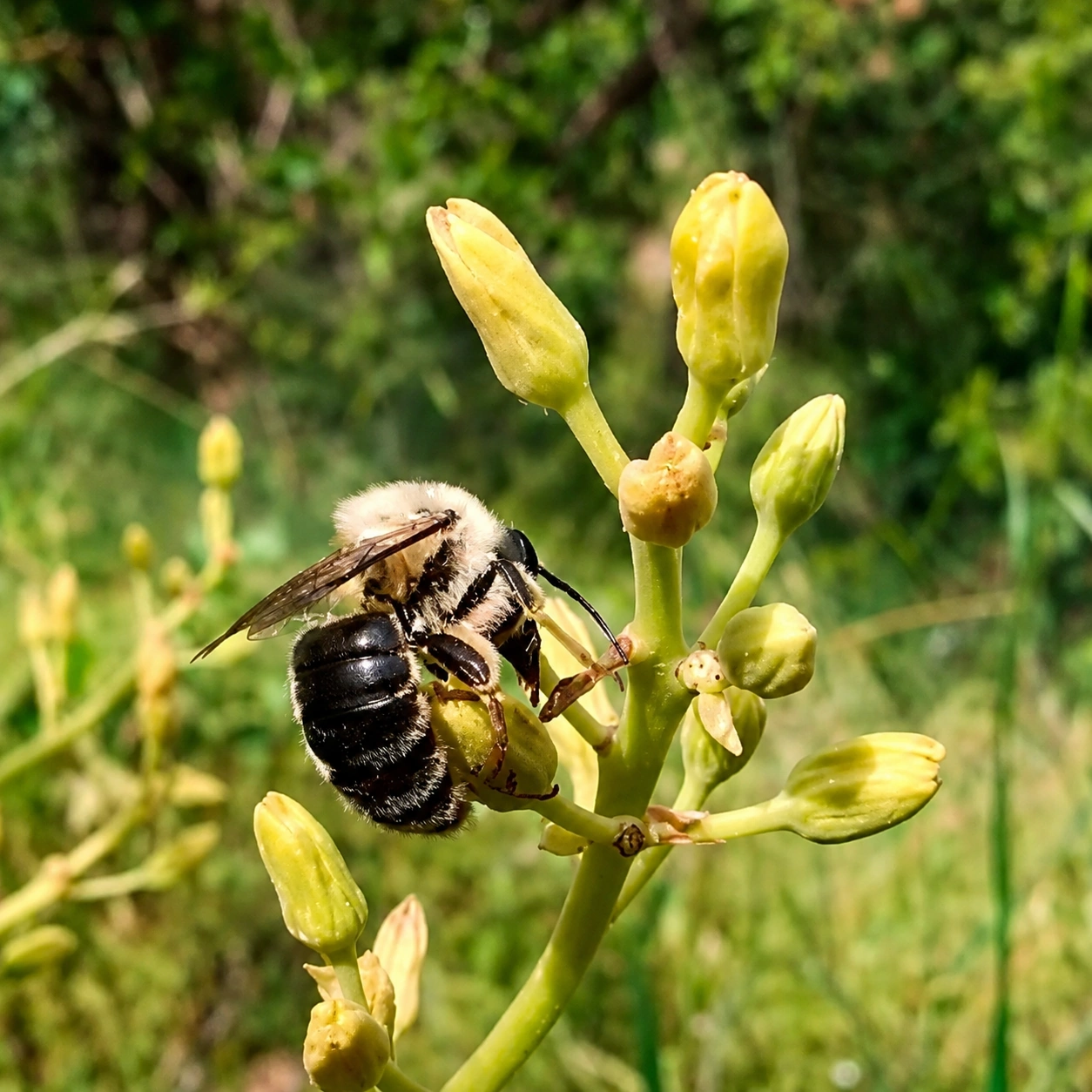 Cadeguala albopilosa en flores de palto