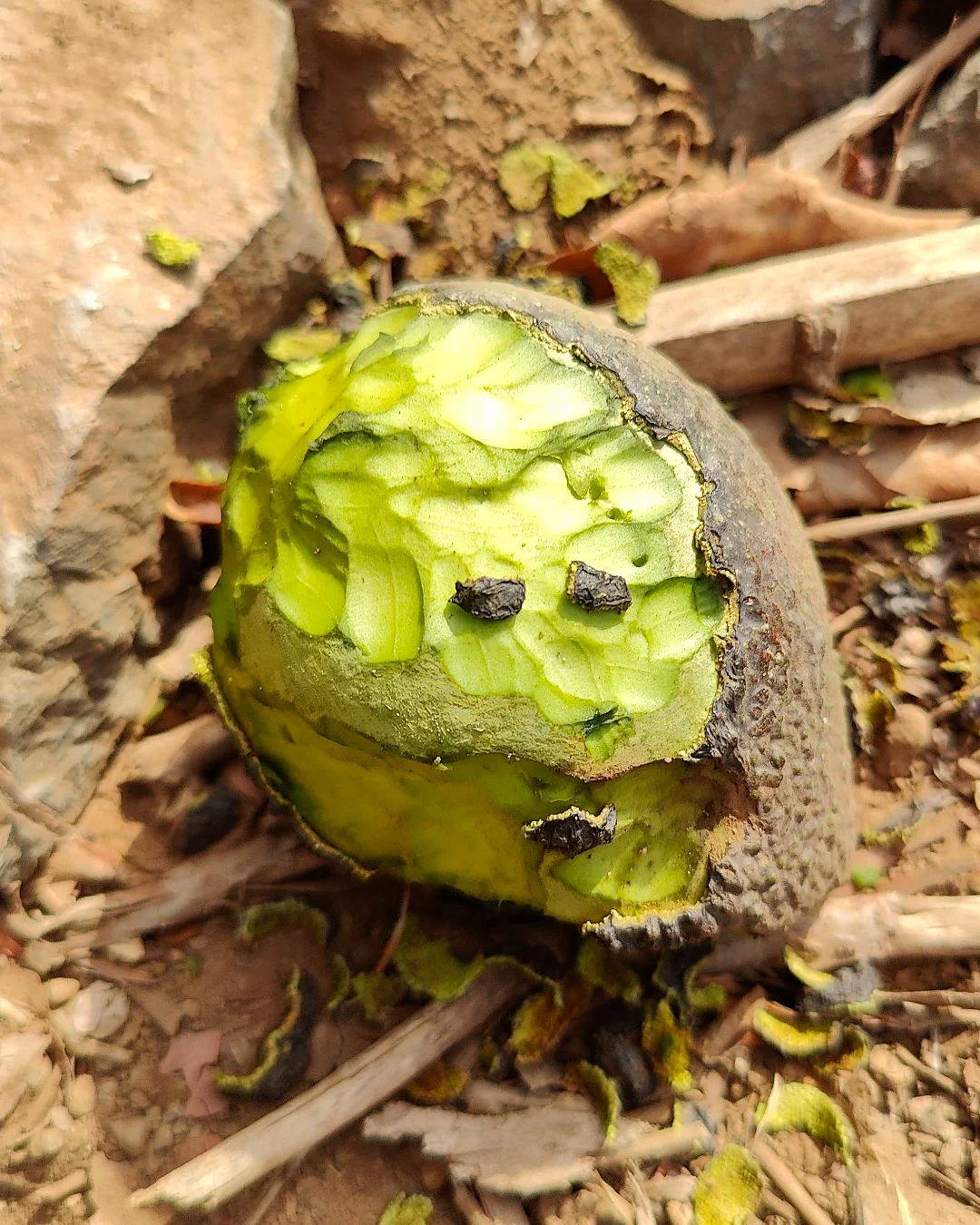 Palta con daño compatible con actividad de roedores